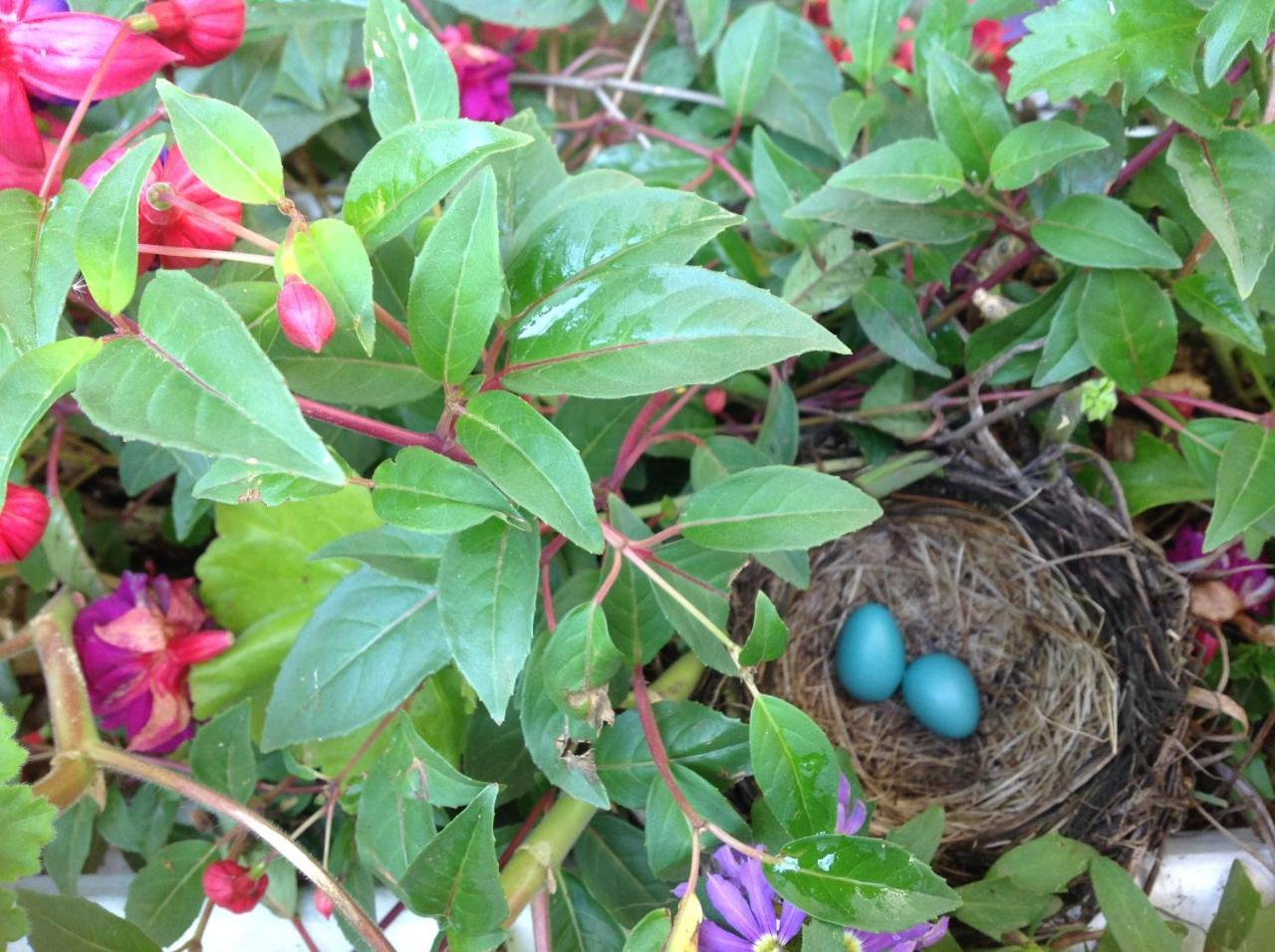 Robins Nest Bed & Breakfast Cody Luaran gambar